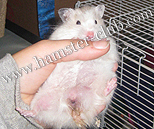 hamster bladder stones